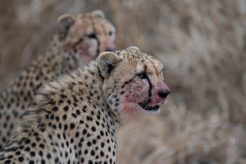 Close-up of cheetah grooming cub in grass