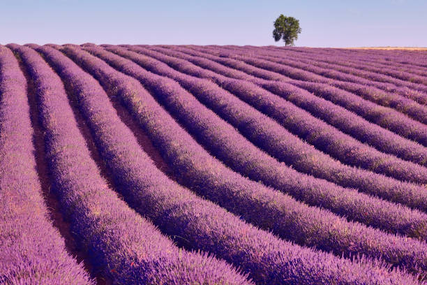 istock Lavender fields in summer. Guadalajara countryside, Spain 1273294312