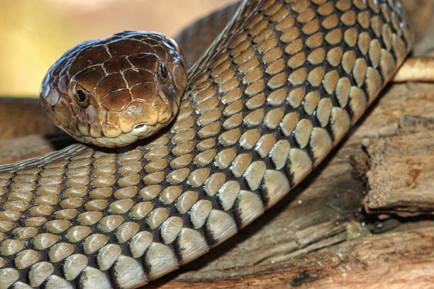 istock Mozambique Spitting Cobra, Botswana 1273294457