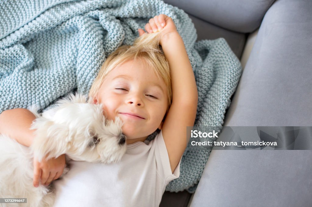 Kleines Kleinkind Kind, Junge, im Bett liegend mit Hund, kleine Maltese Hund - Lizenzfrei Kind Stock-Foto