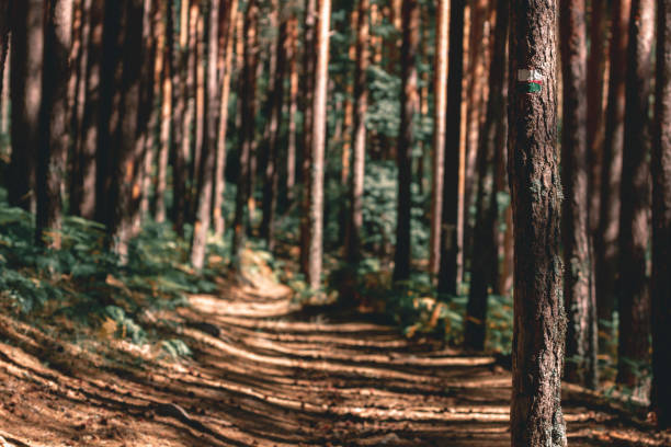 Way in the forest surrounded by pine trees in Covaleda, Soria, Spain