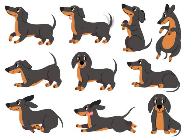 dackel. nette hunde charaktere verschiedene posen jagd rasse, design für drucke, textil oder karte, entzückende dackel cartoon vektor-set - dachshund dog stock-grafiken, -clipart, -cartoons und -symbole