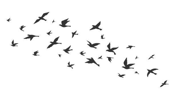 Flying bird. Free birds flock in flight black silhouettes. Tattoo image, freedom symbol wildlife vector illustration Flying bird. Free birds flock in flight black silhouettes. Tattoo image, freedom symbol wildlife vector illustration. Black animal group silhouette, birds in air easy black and white drawing stock illustrations