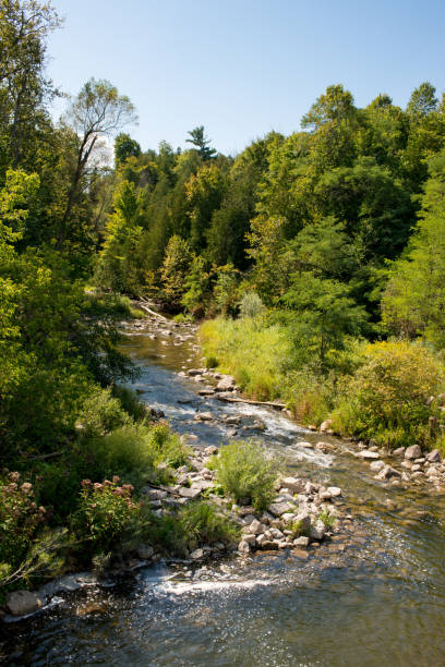 istock A brook runs through woodland 1273297269