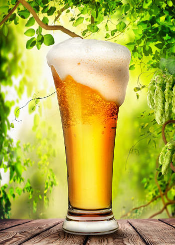 Glass of light beer against the backdrop of a hop garden