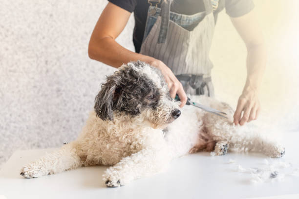 自宅で犬をグルーミングエプロンの女性 - grooming ストックフォトと画像