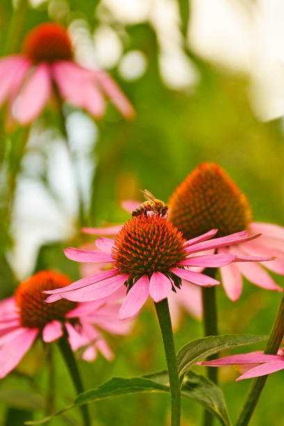 A bee on an echinacea purpurea flower, also known as coneflower, an herbaceous flowering perennial plant from the asteraceae daisy family