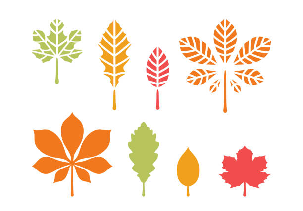 ilustrações, clipart, desenhos animados e ícones de folhas de outono. conjunto de modelos para estêncil. ilustração vetorial de bordo, carvalho, olmo e folha de castanha. - oak leaf leaf maple leaf autumn