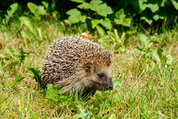 istock West european hedgehog on a green meadow 1273297637