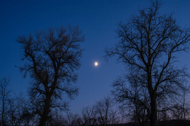 istock Silhouette of tree and branches against the sky and the moon at dusk. 1273298621