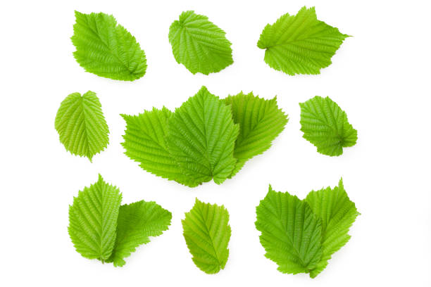 istock hazelnut leaves isolated on white background. top view 1273299441