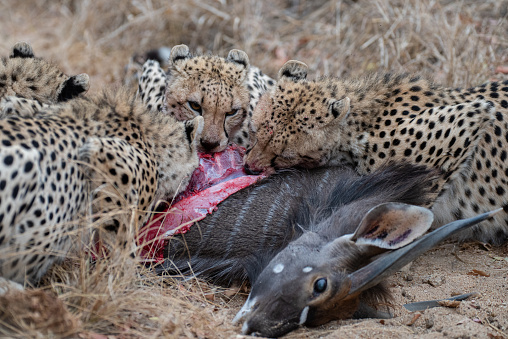 A group of young female Cheetah managed to catch a Nyala Male antelope, and proceeded to feed on the meat.