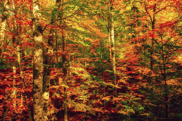istock Beautiful autumn landscape 1273300215