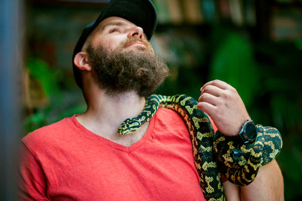 Unusual Wild Pet Serbia, Adult, Adults Only, Animal, Animal Themes snakes beard stock pictures, royalty-free photos & images