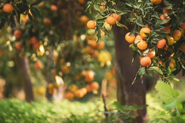 istock Tangerine sunny garden 1273300701