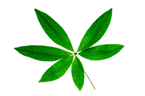 Pachira aquatica leaves isolated on a white background