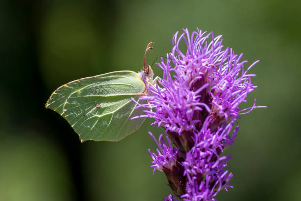 gonepteryx rhamni motyl siedzi na liatris spicata głęboko fioletowy kwitnące kwiaty - gonepteryx zdjęcia i obrazy z banku zdjęć