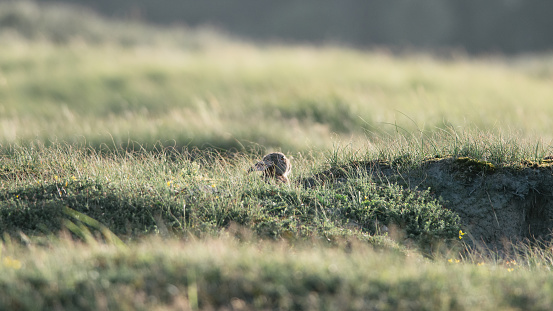 A wild rabbit looks carefully around him, he is sitting at the exit of his den, in a beautiful dune landscape on Ameland, Wadden island, nature conservation area, Friesland, the Netherlands