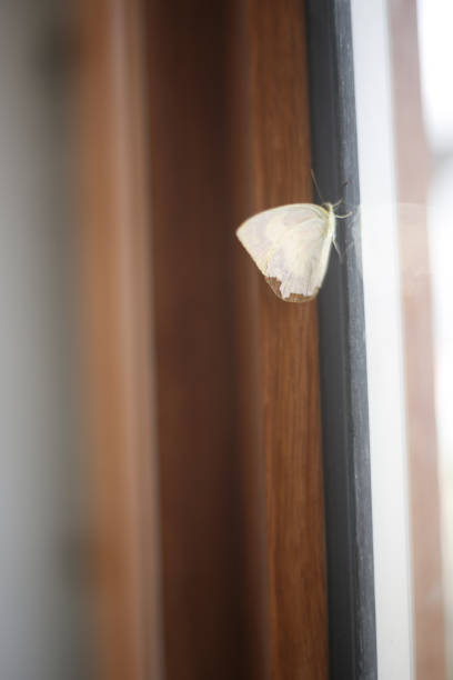 istock white cabbage butterfly in the wood house 1273302386