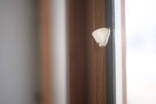 istock white cabbage butterfly in the wood house 1273302392
