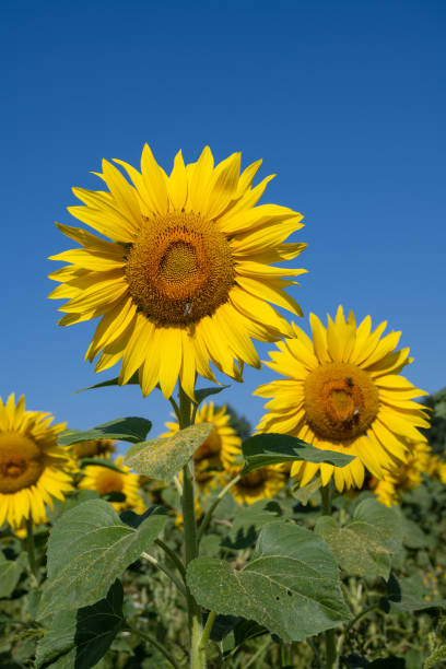 istock Field with yellow sunflowers 1273303054