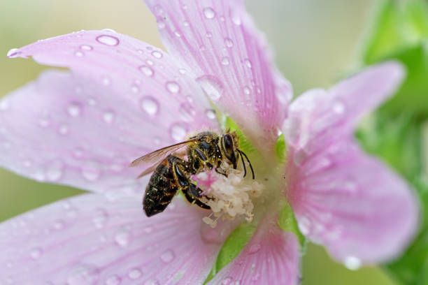 Macro of a bee on a pink wet malva flower blossom