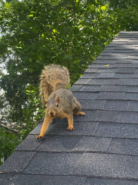 esquilo-de-telhado - curious squirrel - fotografias e filmes do acervo