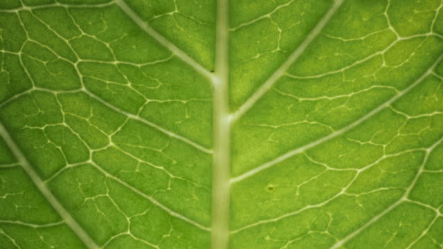 Cell Structure View of Leaf Surface Showing Plant Cells For Education. Leaf in Macro Shot Background. Bright Green Leaves of Plant or Tree With Texture and Pattern Close Up.