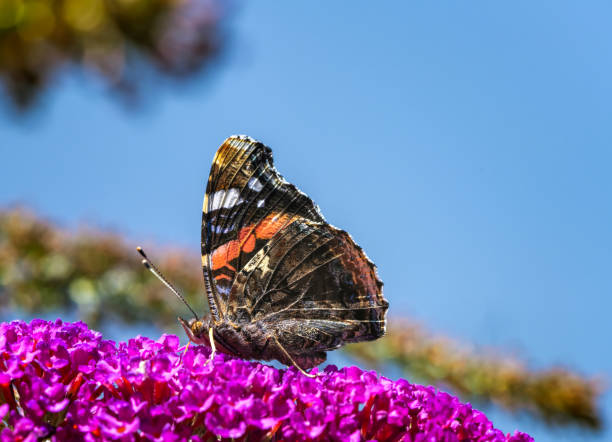 istock Admiral butterfly collecting nectar at a budleja blossom 1273304382
