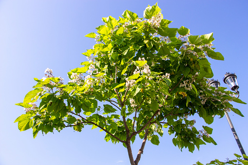 Catalpa. Ornamental trees in the park. Green leafs on blue sky background.