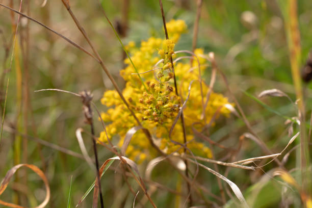 istock Yellow flowers for the background. 1273305325