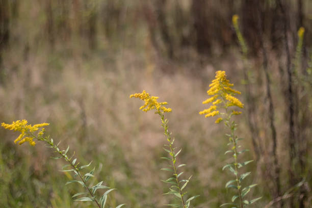 istock Yellow flowers for the background. 1273305326