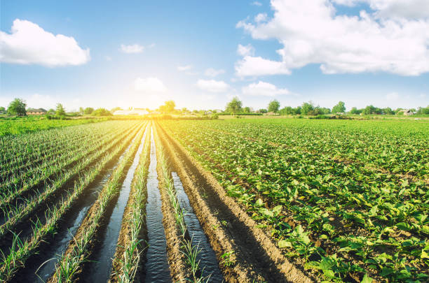 istock Water flows through irrigation canals on a farm leek onion plantation. Water supply system, cultivation in arid regions. Agriculture and agribusiness. Caring for plants, growing food. 1273305540