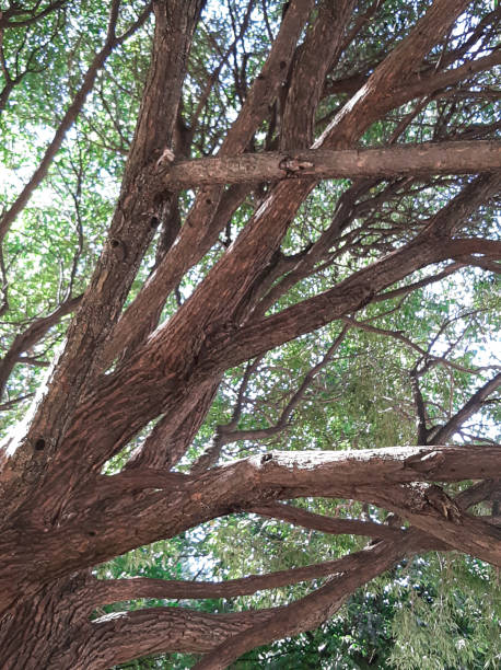 A trunk with branches of an old weeping willow