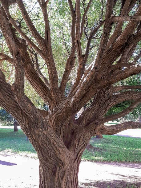 istock A branches of an old weeping willow 1273306147