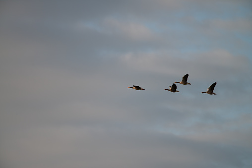 A group of wild geese, flies away over the Wadden Sea in the early morning, Ameland, Wadden Island, nature conservation area, Friesland, The Netherlands