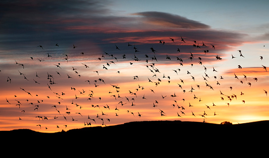 Starlings flocking together in the sky at sunset background