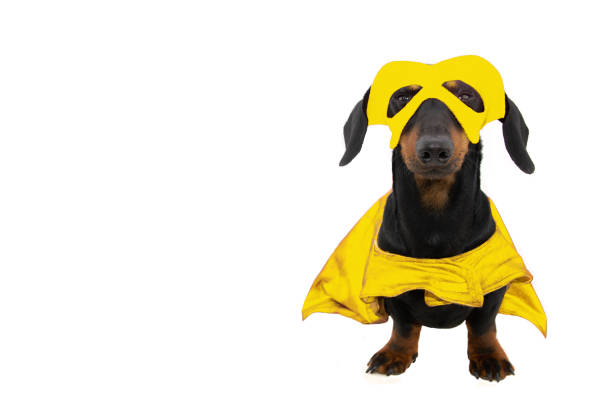 funny puppy dog dressed as a super hero for carnival or halloween. isolated on white background. - dachshund color image dog animal imagens e fotografias de stock