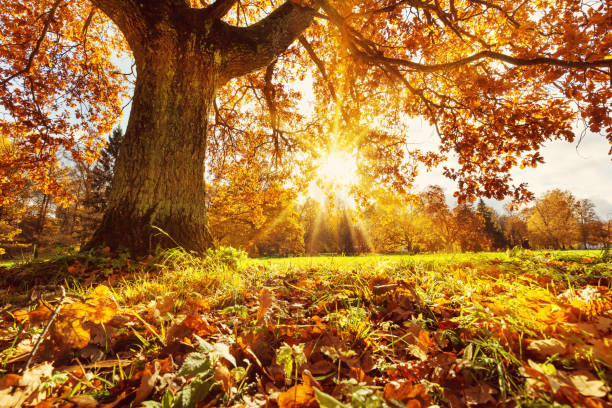 istock Trees in the park in autumn on sunny day 1273307360