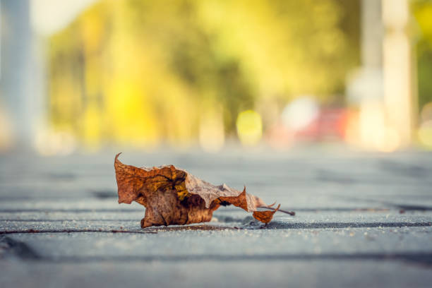 istock Brown-orange maple leaf close-up on the sidewalk in the background blurred background of autumn trees, copy the space. Autumn background 1273307645