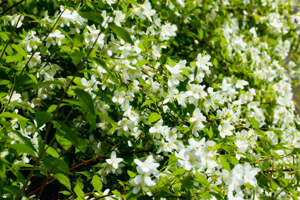 istock Beautiful white jasmine flowers in a garden 1273307984