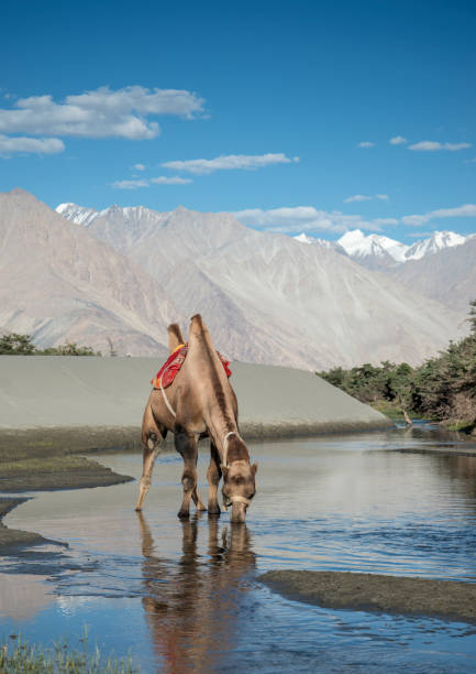 bactrian camel, nubra valley, ladakh, india. camelus bactrianus has two humps on its back - bactrianus imagens e fotografias de stock