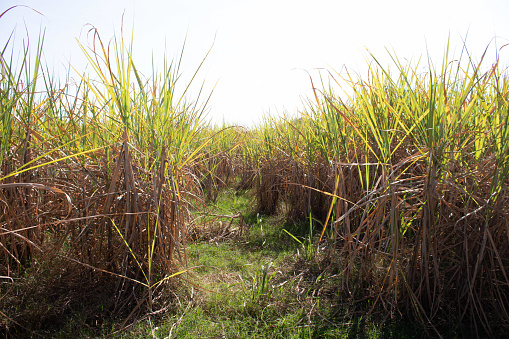 closed cane field photographed in a low angle, showing the blue sky in the background