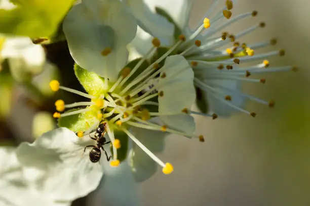 Photo of Beautiful white cherry flowers with ant in the garden