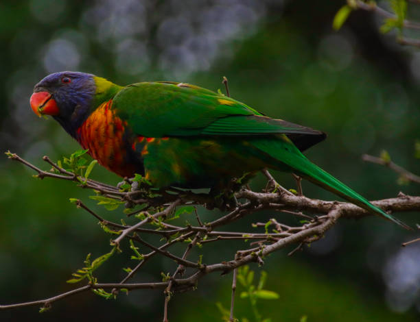 istock Rainbow lorikeet in a sydney park australia 1273308963