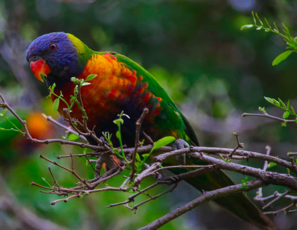 istock Rainbow lorikeet in a sydney park australia 1273309185
