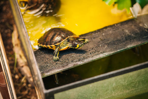 istock Water turtles in a fish tank on their floating island sunbathing. 1273309414