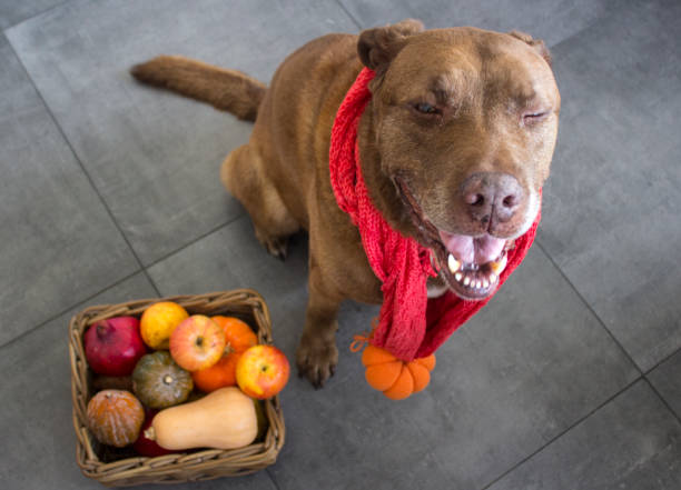 Dog with fruit basket. Cute mixed brown dog top view photo. Adult mixed Labrador dog wearing pumpkin hat. Halloween costume ideas. Funny brown dog wearing handmade Halloween costume. blue nose pitbull pictures pictures stock pictures, royalty-free photos & images