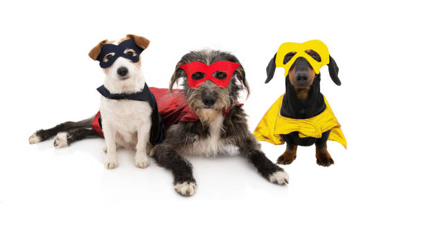 tres perros super héroe disfraz celerbating halloween o carnaval. aislado sobre fondo blanco. - pet clothing fotografías e imágenes de stock