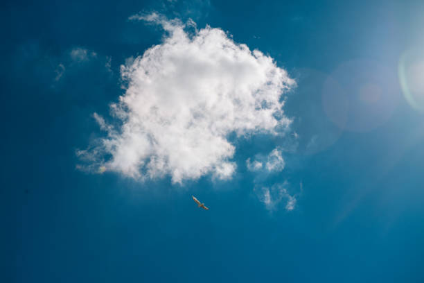 Cloud on a clear beautiful blue summer sky, seagull fly by, sun flair